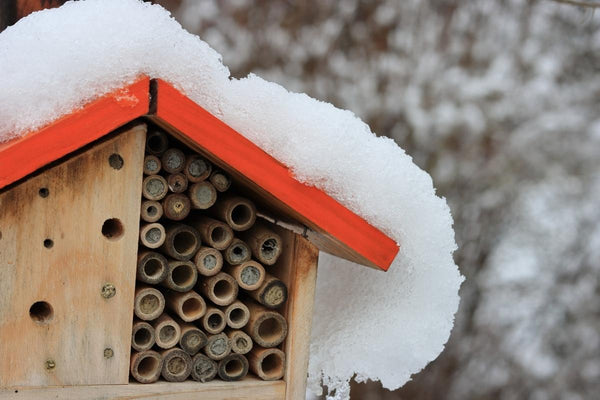 Hilltop_Bees_Winter