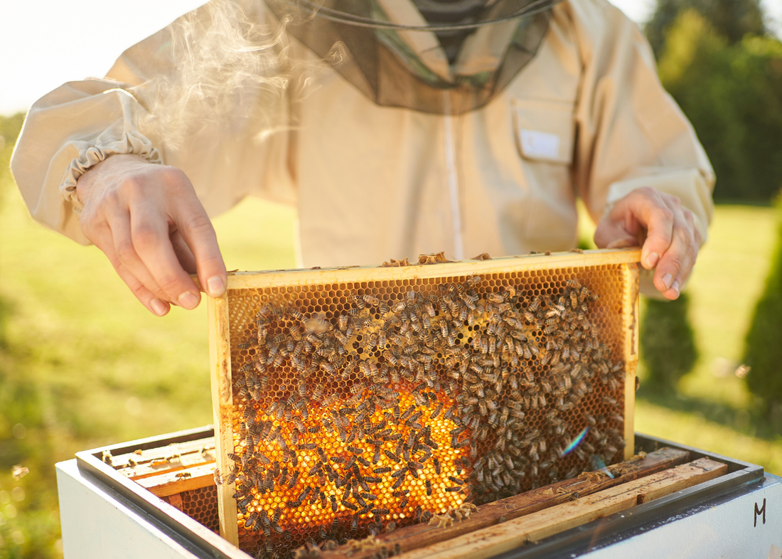 How Do Bees Make Honey?