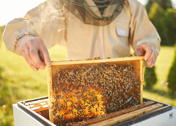 How Do Bees Make Honey?