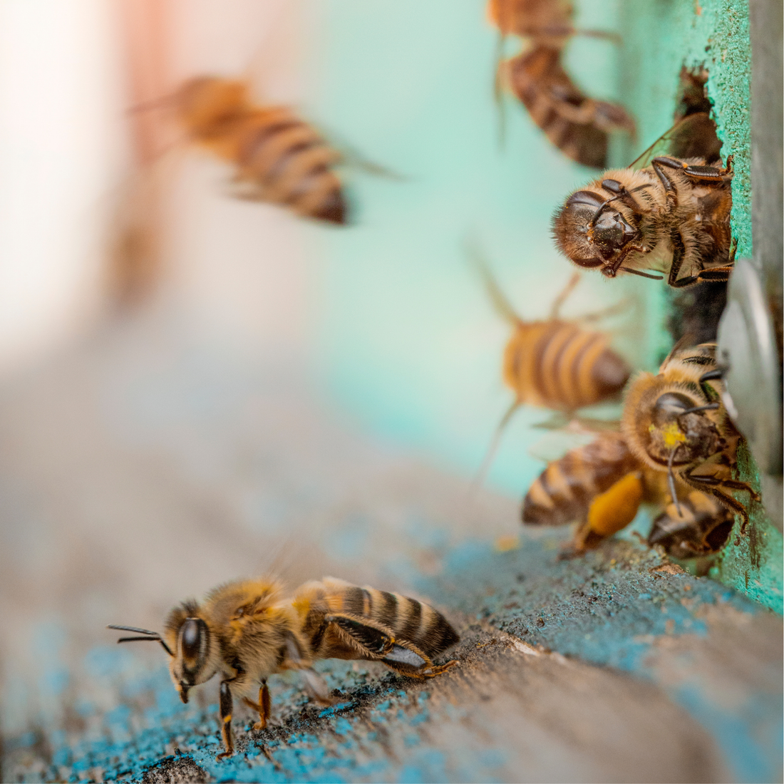 Why do bees make honey?