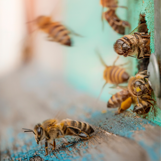 Why do bees make honey?