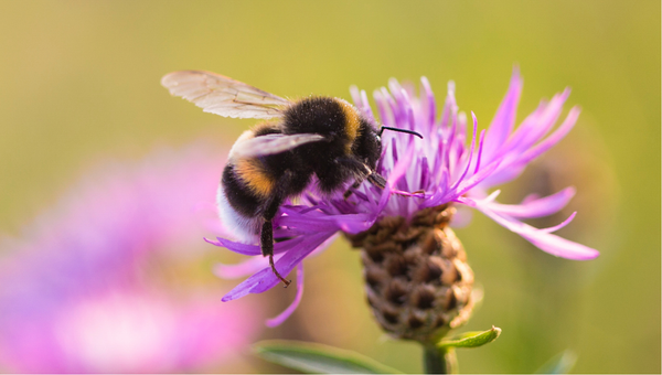 Do Bumble Bees Make Honey?