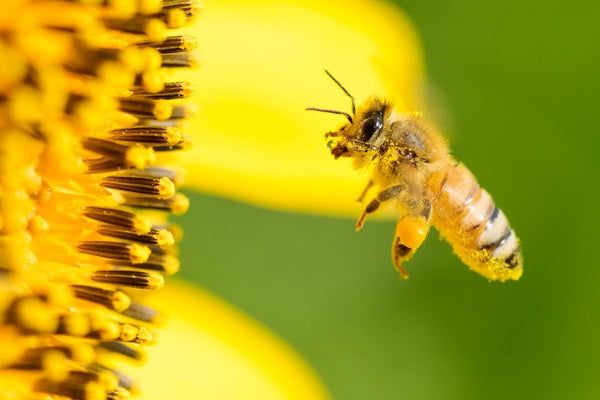 Hilltop_National_Honey_Bee_Day