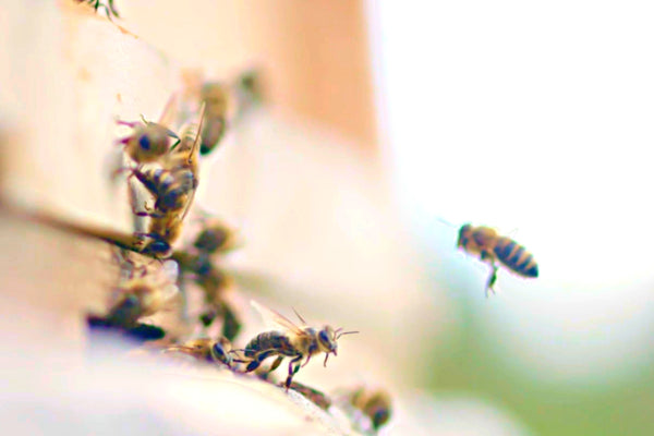 Hilltop-World-Honeybee-Day-2023