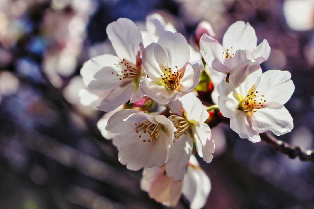 The Manuka Tree: Where Manuka Honey Comes From